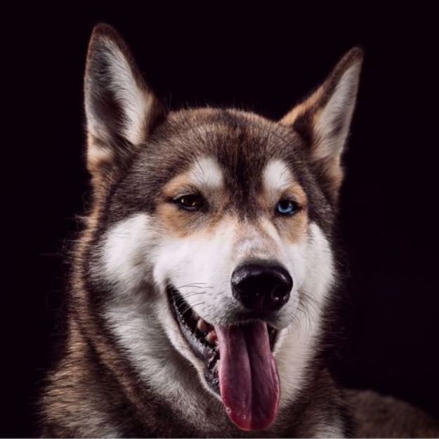 Kép Szibériai Husky