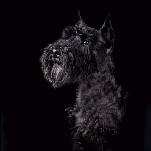 Kép Törpe Schnauzer