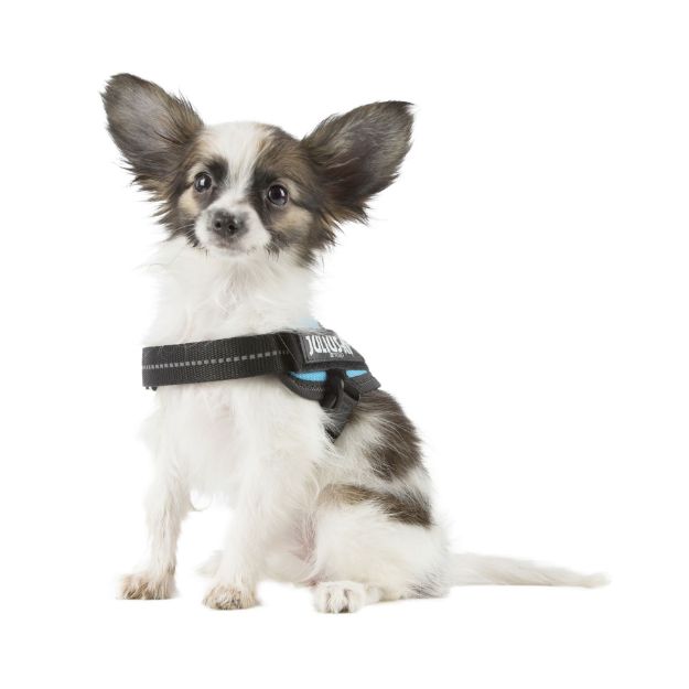 Kép Julius-K9® IDC® Powergeschirr Baby1/3XS 