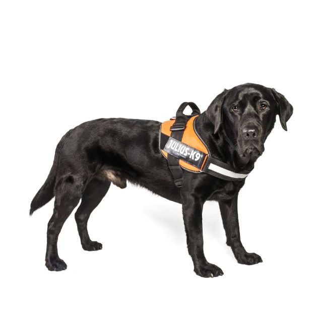Julius-K9 IDC Hundegeschirr 2/XL