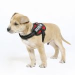 Julius-K9 IDC Powergeschirr Baby2/2XS