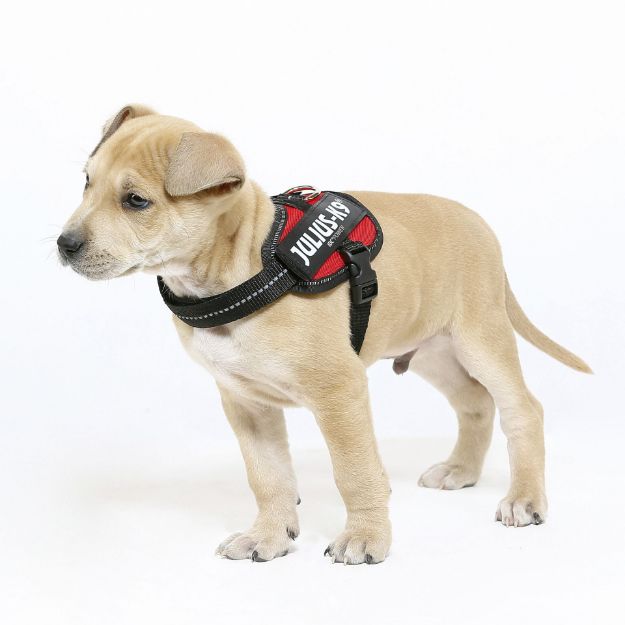 Julius-K9 IDC Powergeschirr Baby2/2XS