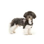 Julius-K9 IDC Hundegeschirr Mini-Mini/XS